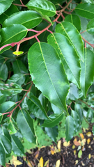 Prunus lusitanica