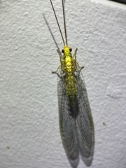 Italochrysa insignis