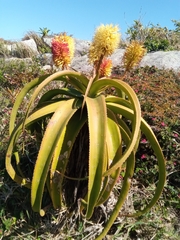 Asphodeloideae