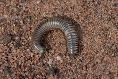 Ommatoiulus moreleti