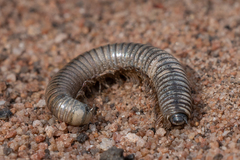 Ommatoiulus moreleti