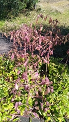 Kalanchoe
