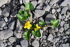 Caltha arctica