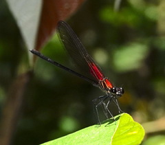 Hetaerina rosea