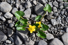 Caltha arctica