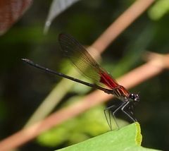 Hetaerina rosea