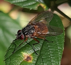 Phaonia subventa