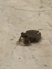 Microhyla achatina