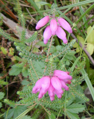 Erica ciliaris