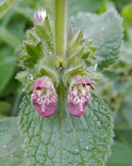 Stachys alpina