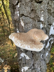 Fomitopsis betulina