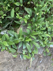 Tetrastigma formosanum