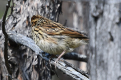 Emberiza pusilla
