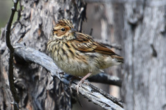 Emberiza pusilla