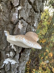 Fomitopsis betulina