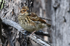 Emberiza pusilla