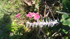 Euphorbia