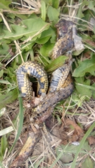Atractus