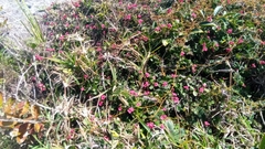 Euphorbia