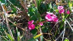 Euphorbia