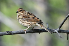Emberiza pusilla