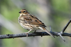 Emberiza pusilla
