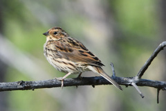 Emberiza pusilla