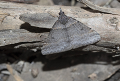 Dichromodes atrosignata