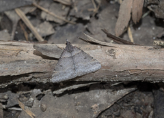 Dichromodes atrosignata