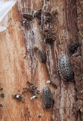 Armadillidium versicolor