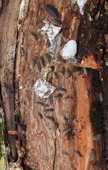 Armadillidium versicolor