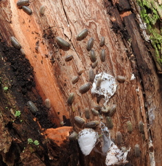 Armadillidium versicolor