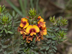 Pultenaea humilis