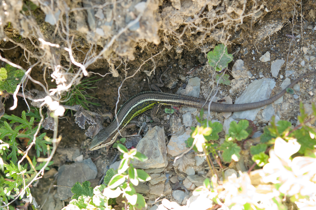 Hsuehshan Grass Lizard (Takydromus hsuehshanensis)