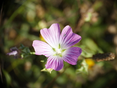 Malva punctata