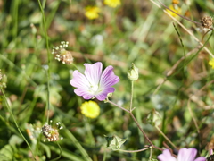 Malva punctata