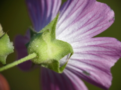 Malva punctata