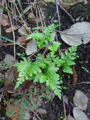 Asplenium adiantum-nigrum