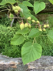 Paulownia tomentosa