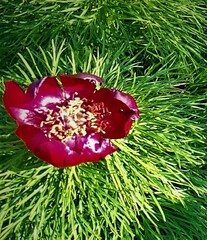 Paeonia tenuifolia