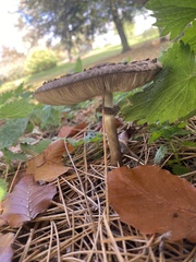 Chlorophyllum rhacodes