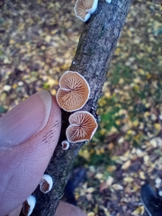 Crepidotus variabilis