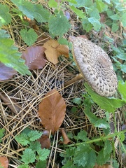 Chlorophyllum rhacodes