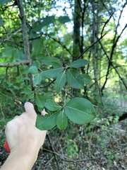 Viburnum prunifolium