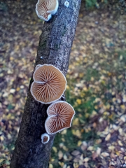 Crepidotus variabilis