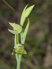 Calochilus imberbis