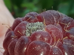 Botrytis