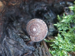 Euomphalia strigella