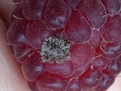 Botrytis