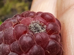 Botrytis